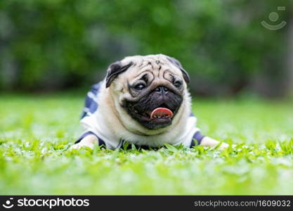 Happy dog pug breed smile with funny face on green grass in garden,Purebred pug dog healthy Concept