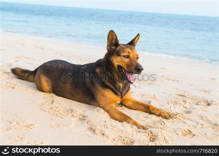 Happy dog relaxing on the beach. Summer holidays and sea concept.