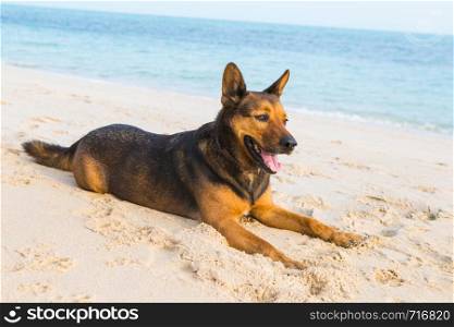 Happy dog relaxing on the beach. Summer holidays and sea concept.