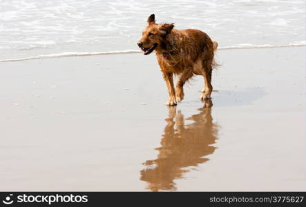 Happy dog running along the edge of surf at the Pacific Ocean