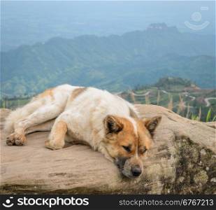 Happy dog sit on a large rock on a background of mountain with sharp S-curve road
