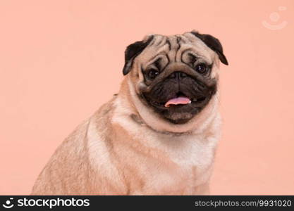 Happy Dog smile on peach or cream color background,Cute Puppy pug breed happiness on sweet color,Purebred Dog Concept 