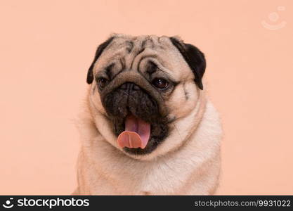 Happy Dog smile on peach or cream color background,Cute Puppy pug breed happiness on sweet color,Purebred Dog Concept 