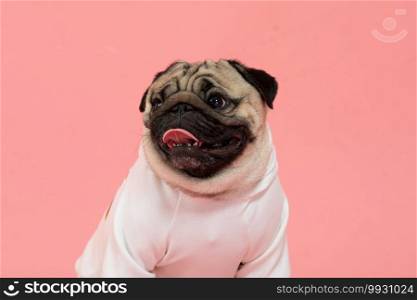 Happy Dog smile on pink background,Cute Puppy pug breed happiness on sweet color,Purebred Dog Concept 