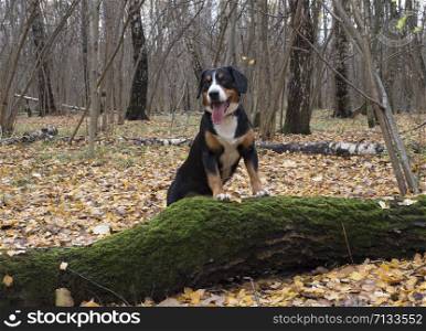 Happy dog walks in the autumn forest. Ground covered with yellow autumn leaves.