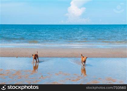 Happy dogs playing running on beach blue ocean horizon with clear sky slightly clouds in summer - Nature background wallpaper