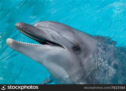Happy Dolphin Smiling in the Blue Water in the Bright Sunny Day