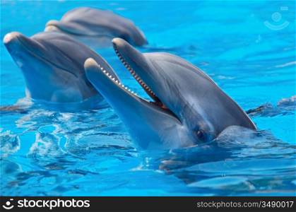 happy dolphins in the blue water of the swimming pool