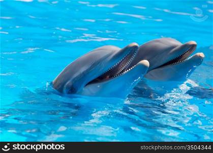 Happy dolphins in the blue water of the swimming pool