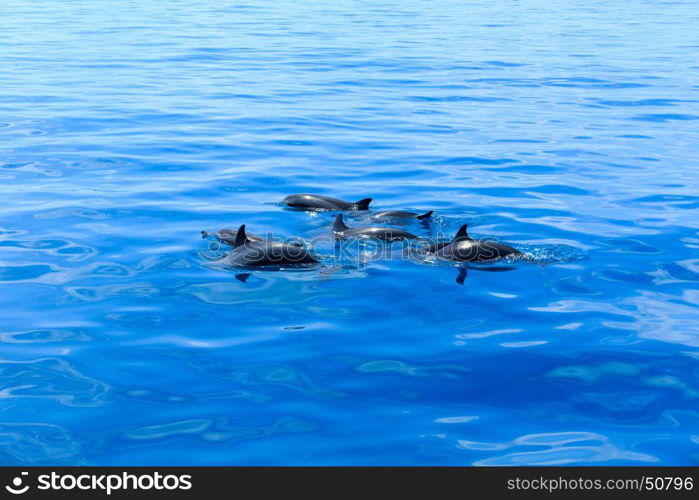 happy dolphins in the water