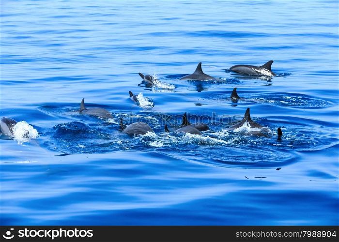 happy dolphins in the water