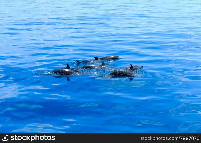 happy dolphins in the water