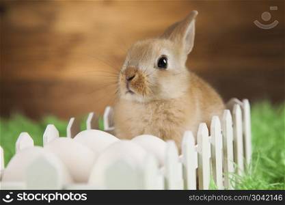 Happy easter, Baby bunny. Little Easter bunny