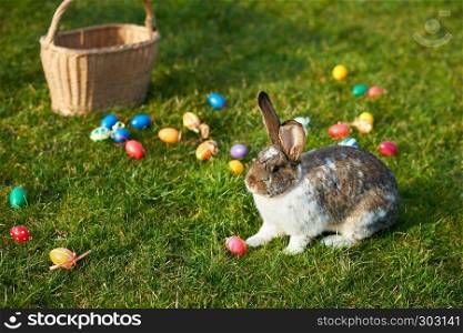 happy easter bunny with eggs