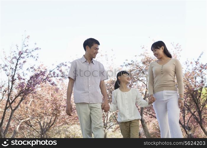 Happy family holding hands and taking a walk amongst the cherry trees in a park in springtime, Beijing