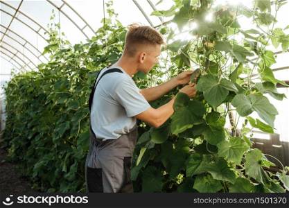 Happy farmer at work in greenhouse.Portrait of a man at work in greenhouse.The concept of farming, agriculture and healthy food.man farmer working in vegetable garden, collects a cucumber. Happy farmer at work in greenhouse