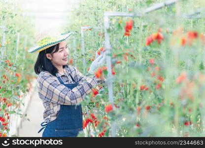 Happy farmer woman cutting organic ripe tomatoes from a bush with scissors in greenhouse garden, tomato gardening vegetables organic farm concept