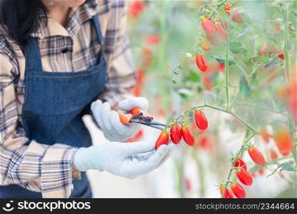 Happy farmer woman cutting organic ripe tomatoes from a bush with scissors in greenhouse garden, tomato gardening vegetables organic farm concept