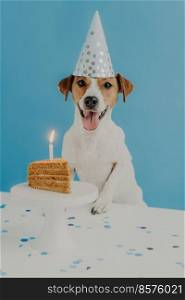 Happy first dog birthday. Beautiful jack russel terrier dog wears party hat, poses near table with piece of delicious cake and burning candle, isolated on blue background. Pets and holiday concept