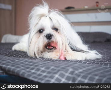 Happy furry Shih tzu dog on bed in bedroom