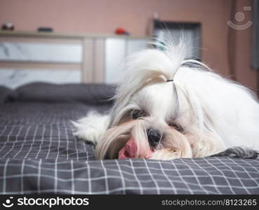 Happy furry Shih tzu dog on bed in bedroom