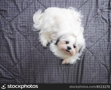 Happy furry Shih tzu dog on bed in bedroom