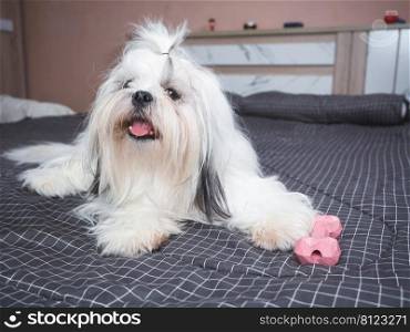 Happy furry Shih tzu dog on bed in bedroom