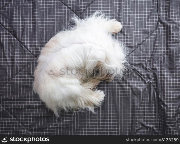 Happy furry Shih tzu dog on bed in bedroom