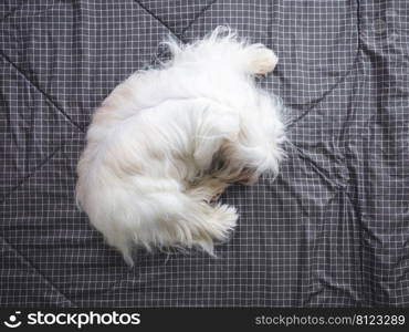 Happy furry Shih tzu dog on bed in bedroom