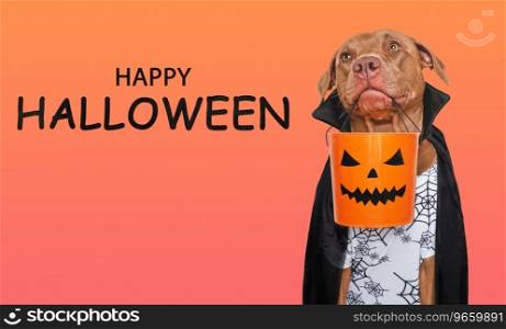 Happy Halloween. Charming dog and Count Dracula costume. Isolated background. Close-up, indoors. Studio shot. Congratulations for family, relatives, loved ones, friends, colleagues. Pet care concept. Happy Halloween. Charming dog and Count Dracula costume.