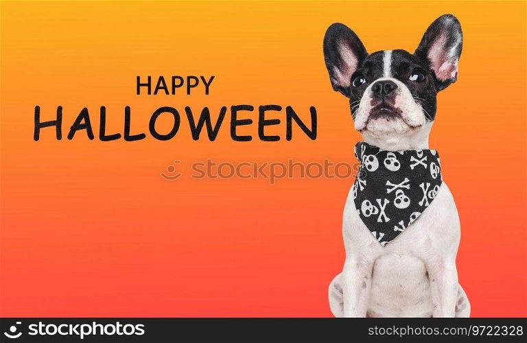 Happy Halloween. Charming puppy and black neckerchief with skulls. Isolated background. Close-up, indoors. Studio shot. Congratulations for family, relatives, friends, colleagues. Pet care concept. Charming puppy and black neckerchief with skulls