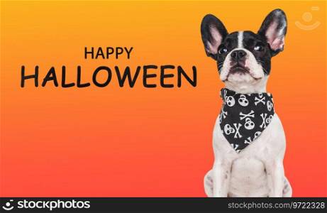 Happy Halloween. Charming puppy and black neckerchief with skulls. Isolated background. Close-up, indoors. Studio shot. Congratulations for family, relatives, friends, colleagues. Pet care concept. Charming puppy and black neckerchief with skulls