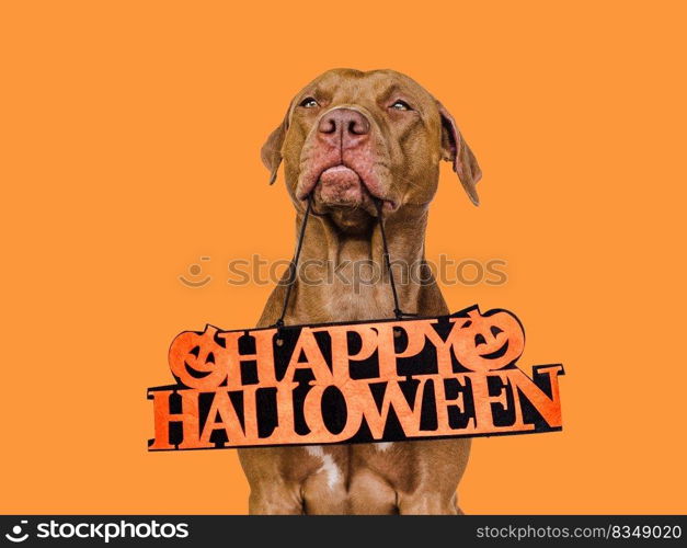 Happy Halloween. Lovable, pretty brown puppy. Close-up, indoors. Studio shot. Congratulations for family, relatives, loved ones, friends and colleagues. Pet care concept. Happy Halloween. Lovable, pretty brown puppy. Close up