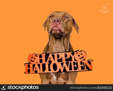 Happy Halloween. Lovable, pretty brown puppy. Close-up, indoors. Studio shot. Congratulations for family, relatives, loved ones, friends and colleagues. Pet care concept. Happy Halloween. Lovable, pretty brown puppy. Close up