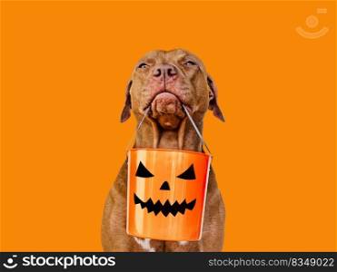 Happy Halloween. Lovable, pretty brown puppy. Close-up, indoors. Studio shot. Congratulations for family, relatives, loved ones, friends and colleagues. Pet care concept. Happy Halloween. Lovable, pretty brown puppy. Close up
