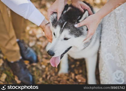Happy Husky dog under the tender hands of the newlyweds.. Newlyweds pet dog breed Husky 2195.