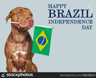 Happy Independence Day. Lovable, adorable dog and Brazilian Flag. Close-up, indoors. Studio shot. Congratulations for family, loved ones, relatives, friends and colleagues. Pets care concept. Happy Independence Day. Lovable dog and Brazilian Flag