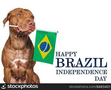 Happy Independence Day. Lovable, adorable dog and Brazilian Flag. Close-up, indoors. Studio shot. Congratulations for family, loved ones, relatives, friends and colleagues. Pets care concept. Happy Independence Day. Lovable dog and Brazilian Flag