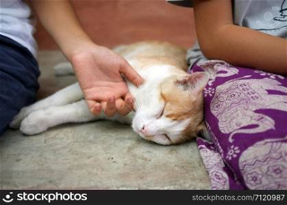 Happy kitten likes being stroked by girl&rsquo;s hand.