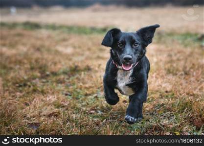 Happy little crossbreed dog running on the grass.