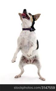 Happy little dog dancing over white background.