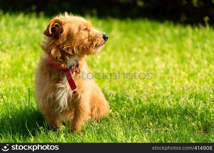Happy little orange havanese puppy dog sitting in the green grass
