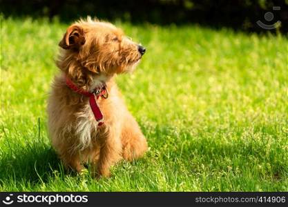 Happy little orange havanese puppy dog sitting in the green grass