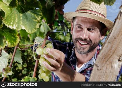 happy man during grapes harvest season