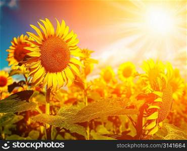 Happy Meadow. Sunflowers field under golden summer sun
