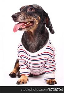 . Happy Medium Size Dog Wearing A Tshirt Looking A Bit Thirsty