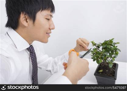 Happy mid adult businessman pruning pot plant in office
