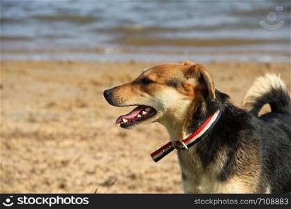 happy mongrel dog playing on the beach pet friendly. mongrel dog on the beach