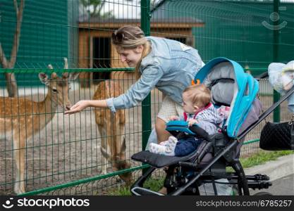 Happy mother and baby boy feeding animals through fence in the zoo