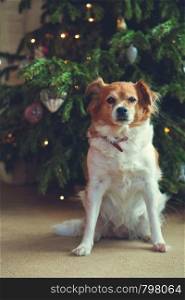 Happy New Year, Christmas, holidays and celebration,Cute dog pet in the room the Christmas tree portrait. Happy New Year, Christmas, holidays and celebration,Cute dog pet in the room the Christmas tree